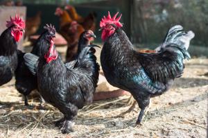 Post Image for KADAKNATH CHICKEN