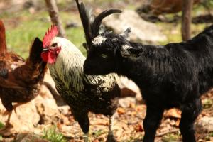 Post Image for Mutton vs Chicken: Which one is the healthier meat